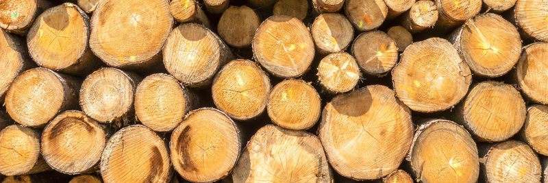 Full frame shot of logs in forest