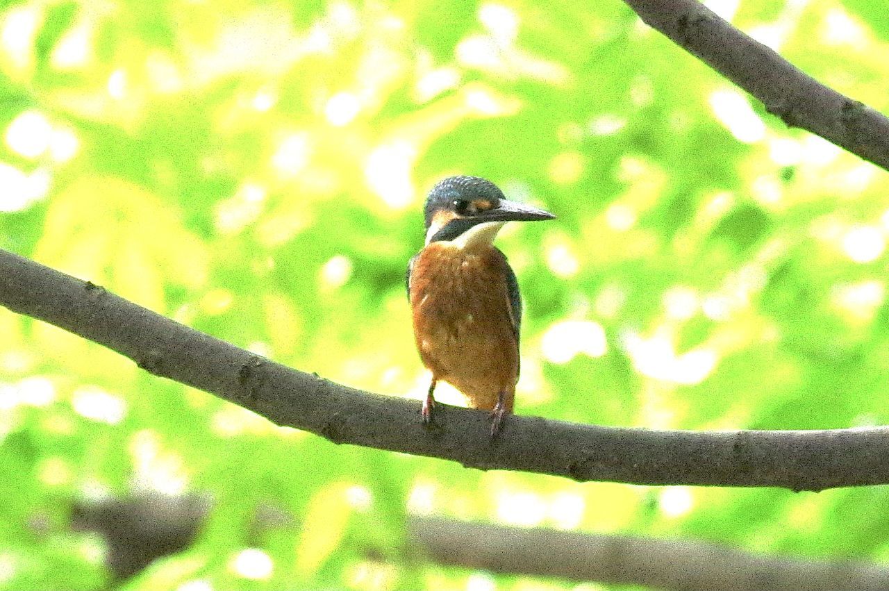 BIRD PERCHING ON A BRANCH