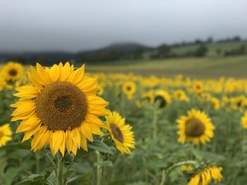 Sunflowers in field
