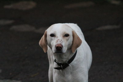 Close-up portrait of dog