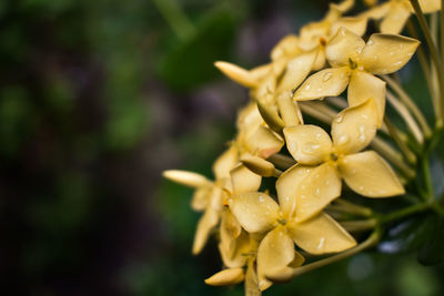 Wet small yellow indian flower blooming.