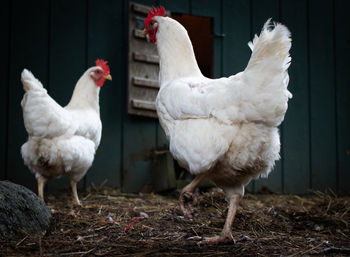 White birds on a land