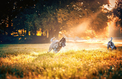Dog running on grass during sunset
