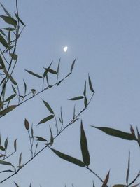 Low angle view of silhouette birds flying against sky