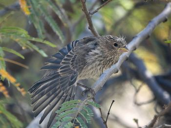 Close-up of bird perching on branch