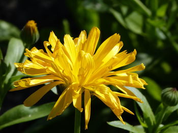 Close-up of yellow flowering plant