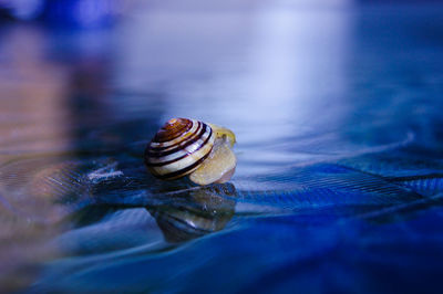 Close-up of snail