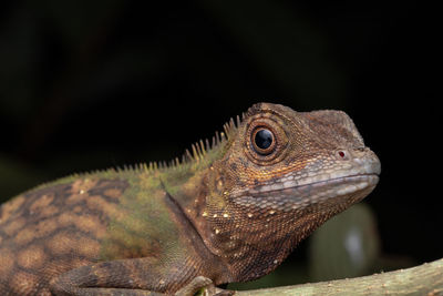 Close-up of lizard