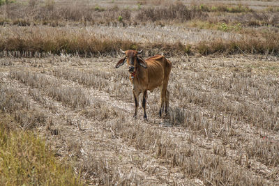 Horse in a field