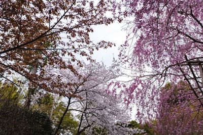 Low angle view of cherry blossoms against sky