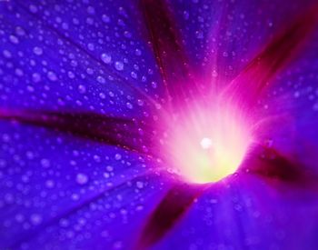 Macro shot of pink flower