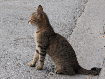 Side view of a cat looking away