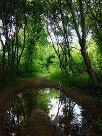 Trees in forest