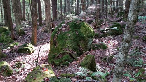 Trees growing in forest