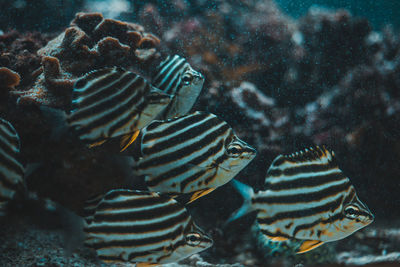 Close-up of coral in sea