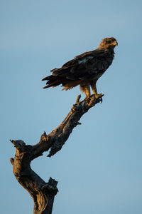 African crowned eagle on dead tree stump