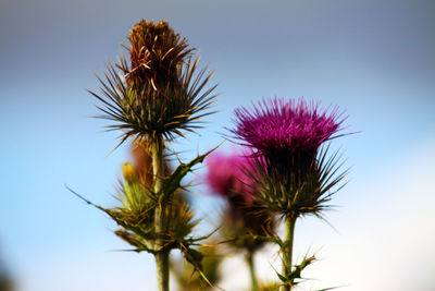 Low angle view of thistle against sky