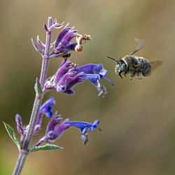 Close-up of bee pollinating flower