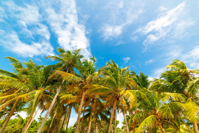 Low angle view of palm trees against sky