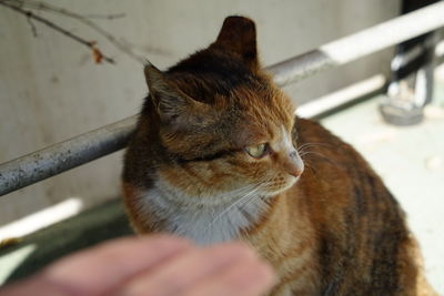 Close-up of hand holding cat