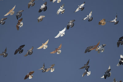 Low angle view of seagulls flying