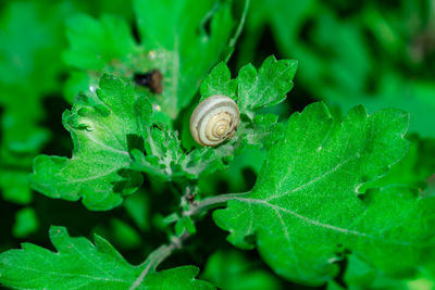 Close-up of snail on leaves