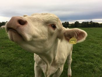 Cow standing in a field