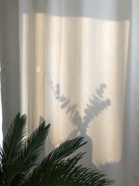 Close-up of palm tree by window