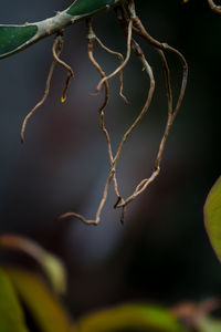 Close-up of plant growing on tree