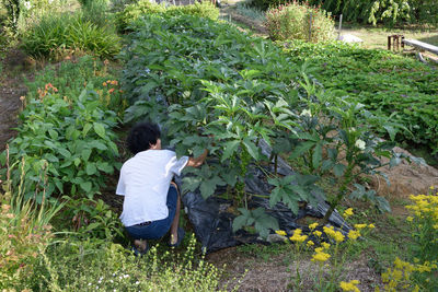 Rear view of young man examining plants in yard