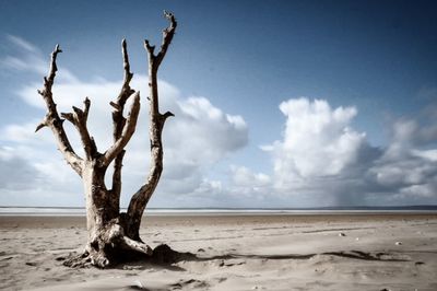 Dead tree on sand against sky