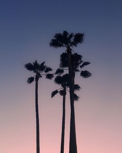 Low angle view of palm trees against romantic sky
