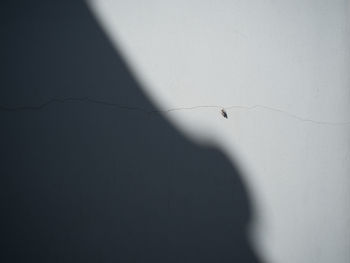 Close-up of insect on wall