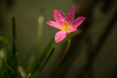 Close-up of wet pink flower