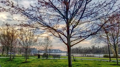 Bare trees on field against sky