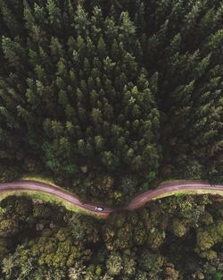 Aerial view of forest road