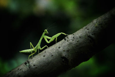 Close-up of insect on plant