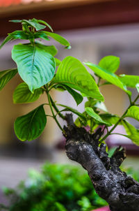 Close-up of fresh green plant