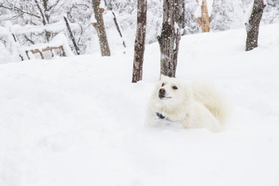 White dog, danish spitz plays in snow, domestic animal