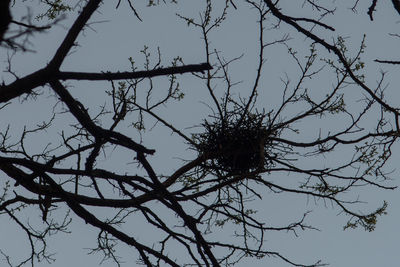 Low angle view of silhouette bare tree against sky