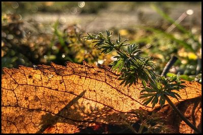 Close-up of plant against trees