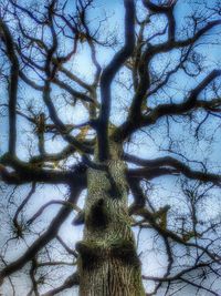 Low angle view of bare tree