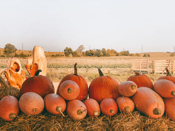 Pumpkins in field against clear sky