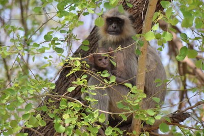 Portrait of monkey sitting on tree