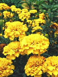 Close-up of yellow flowers