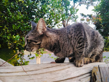 Cat looking away
