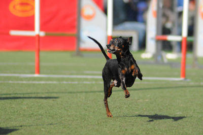 Dog jumping on field