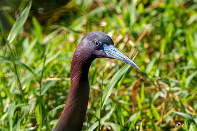 Close-up of bird