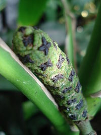 Close-up of lizard on leaf