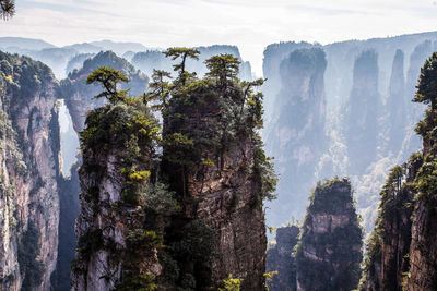 Panoramic view of trees against sky